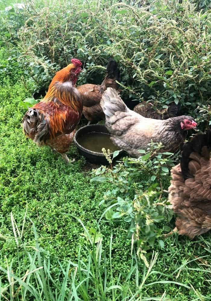 chickens around water bowl