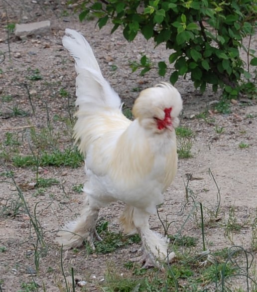 Sultan chicken