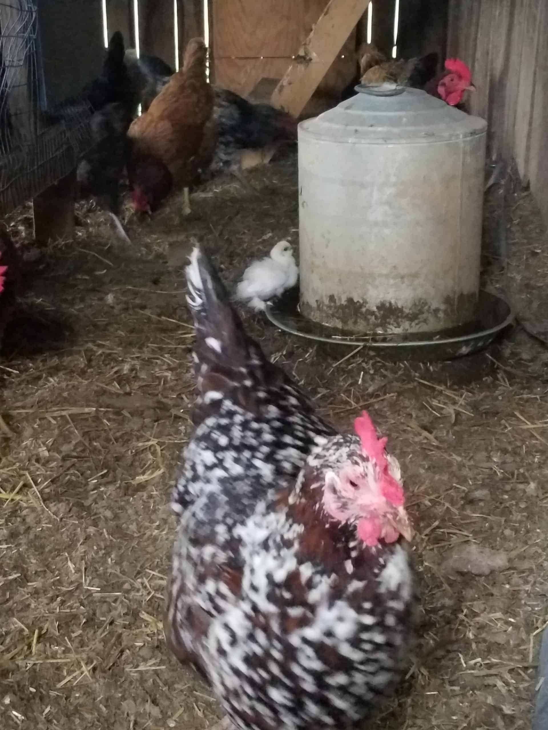 speckled sussex chicken in coop