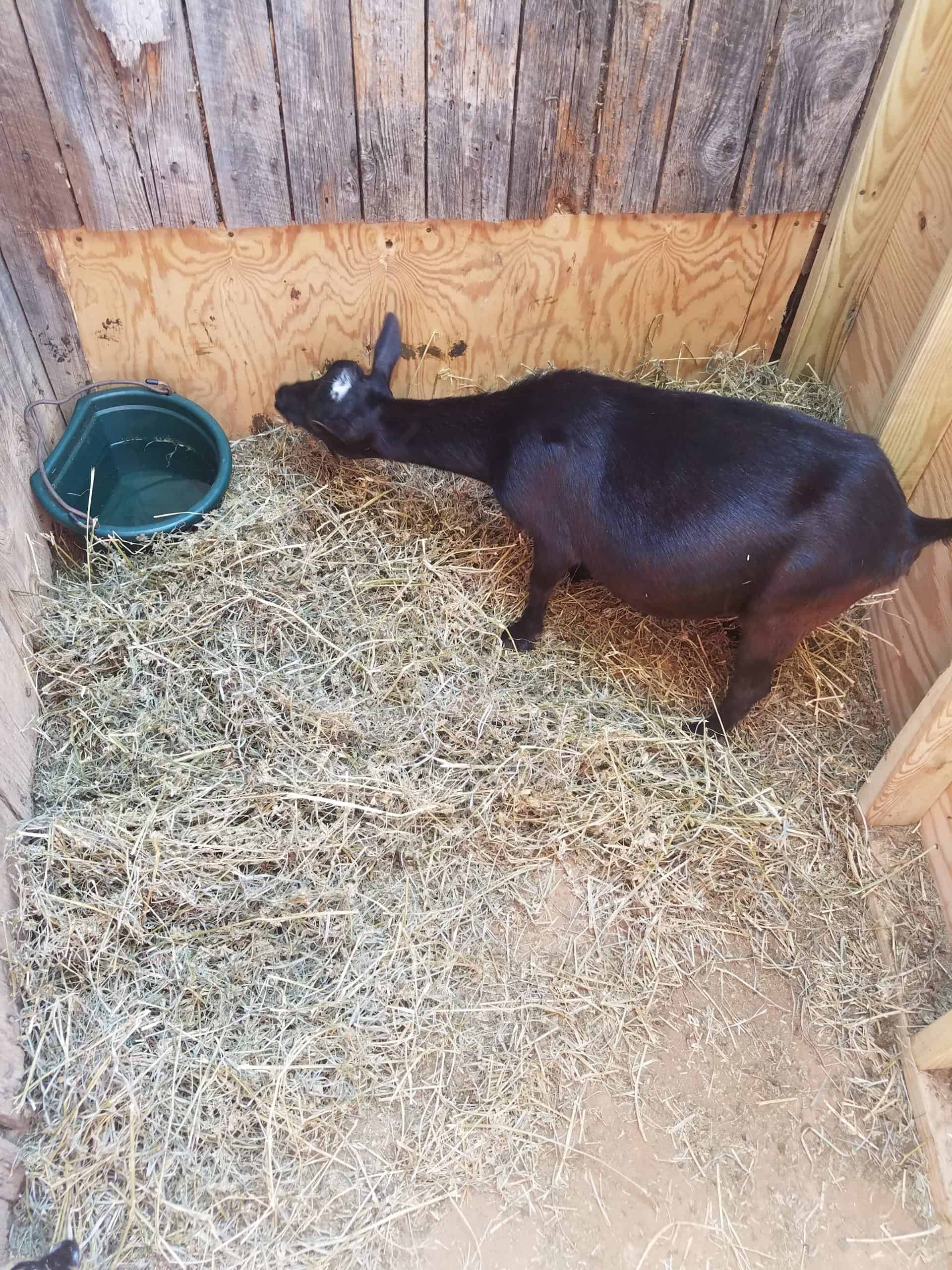 goat nesting prior to birth