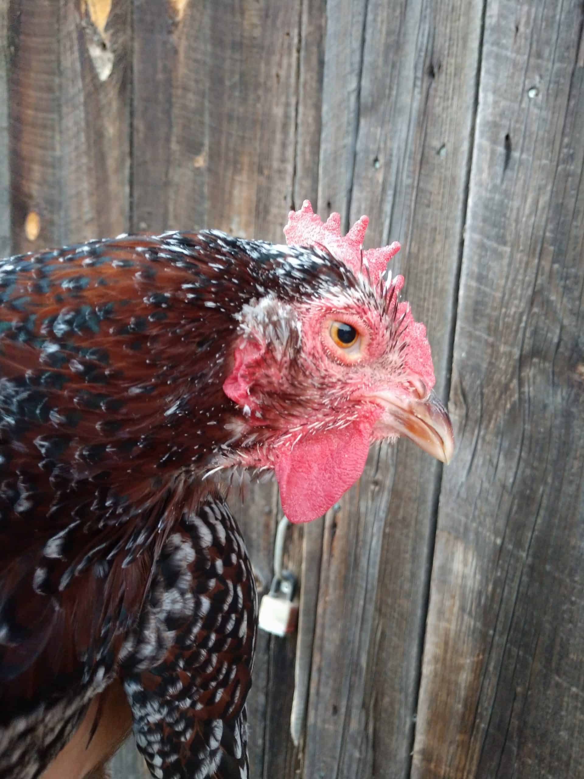 old speckled sussex hen