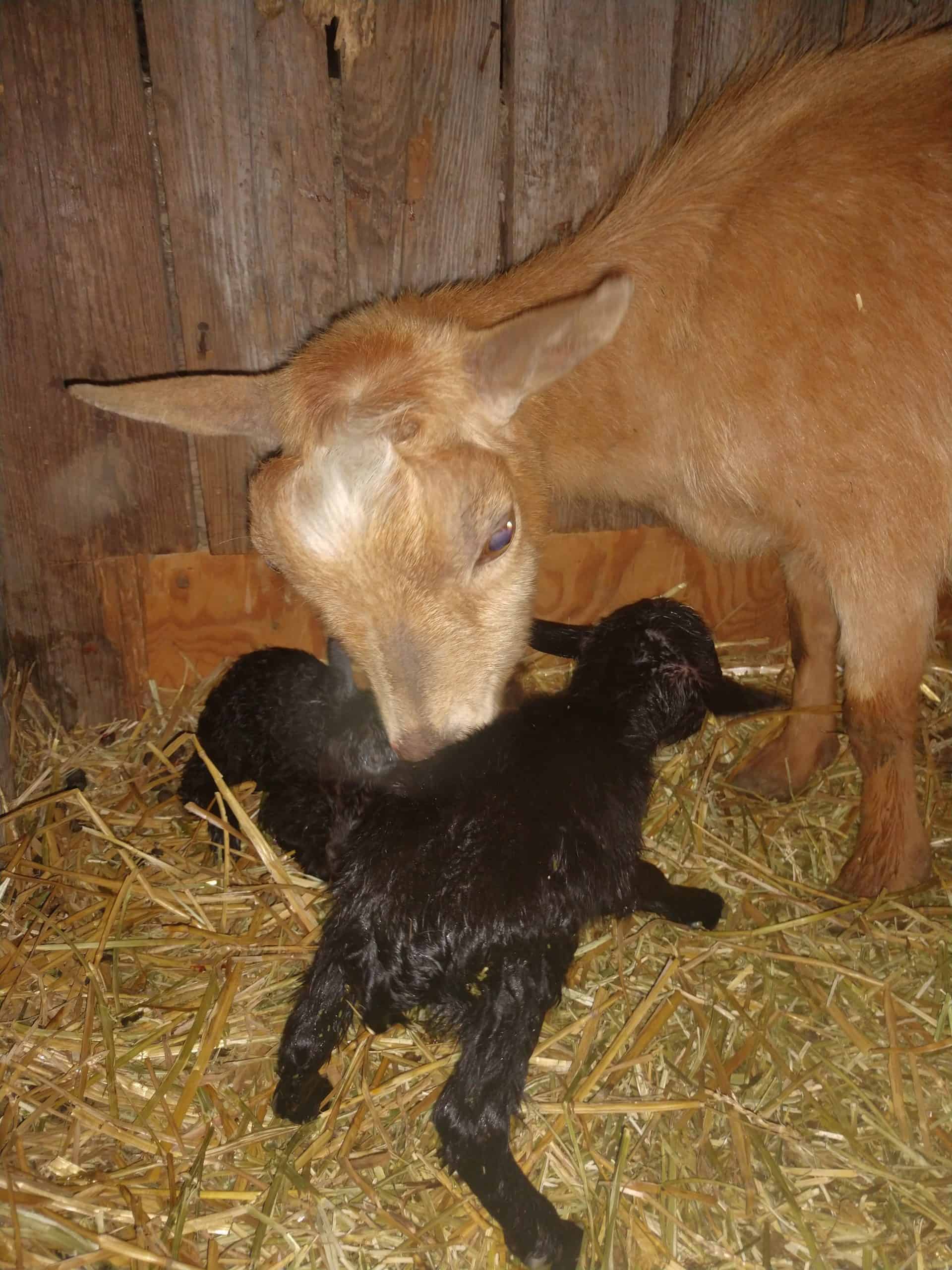 goat cleaning newborn kid
