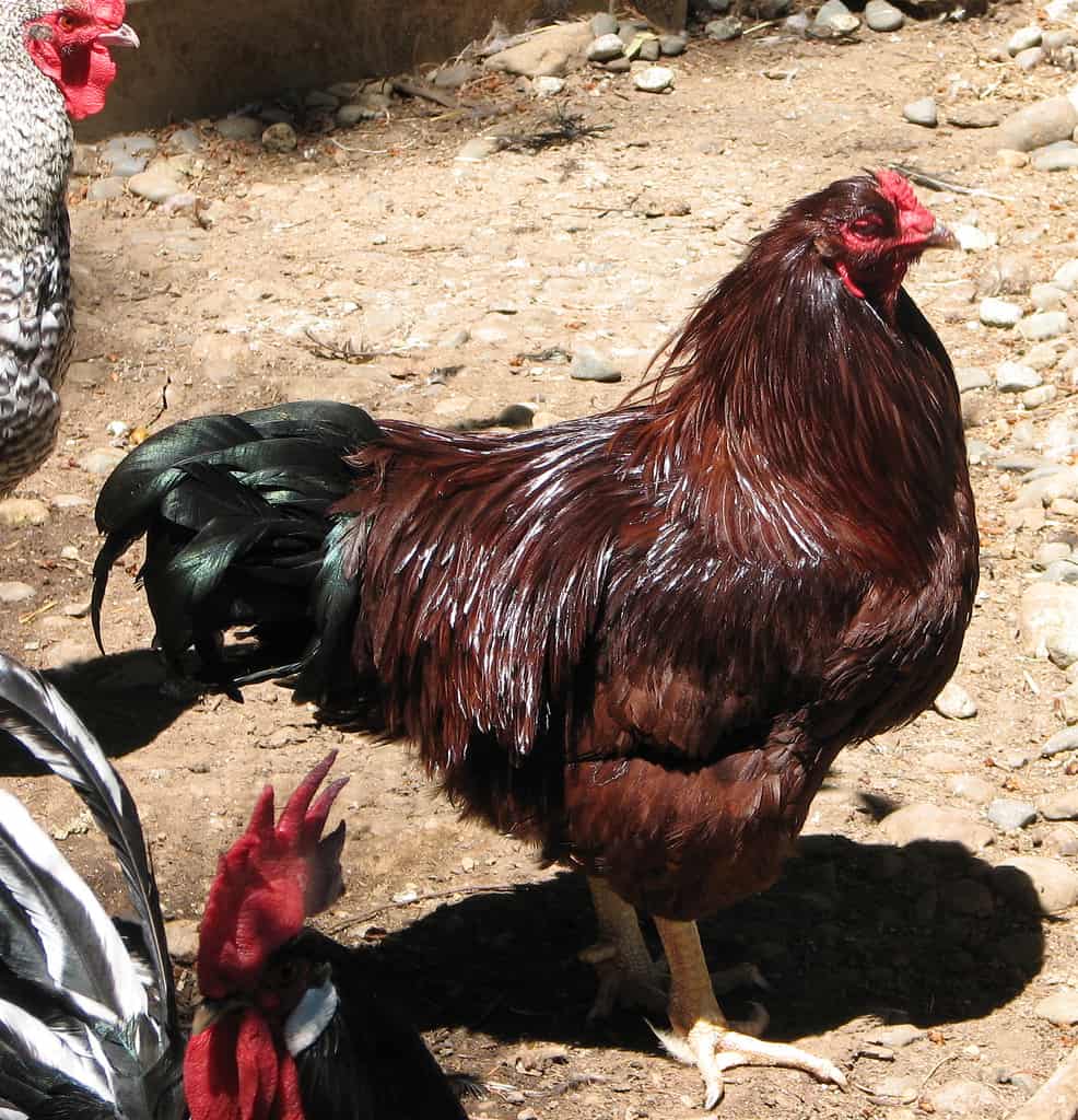 buckeye chicken rooster