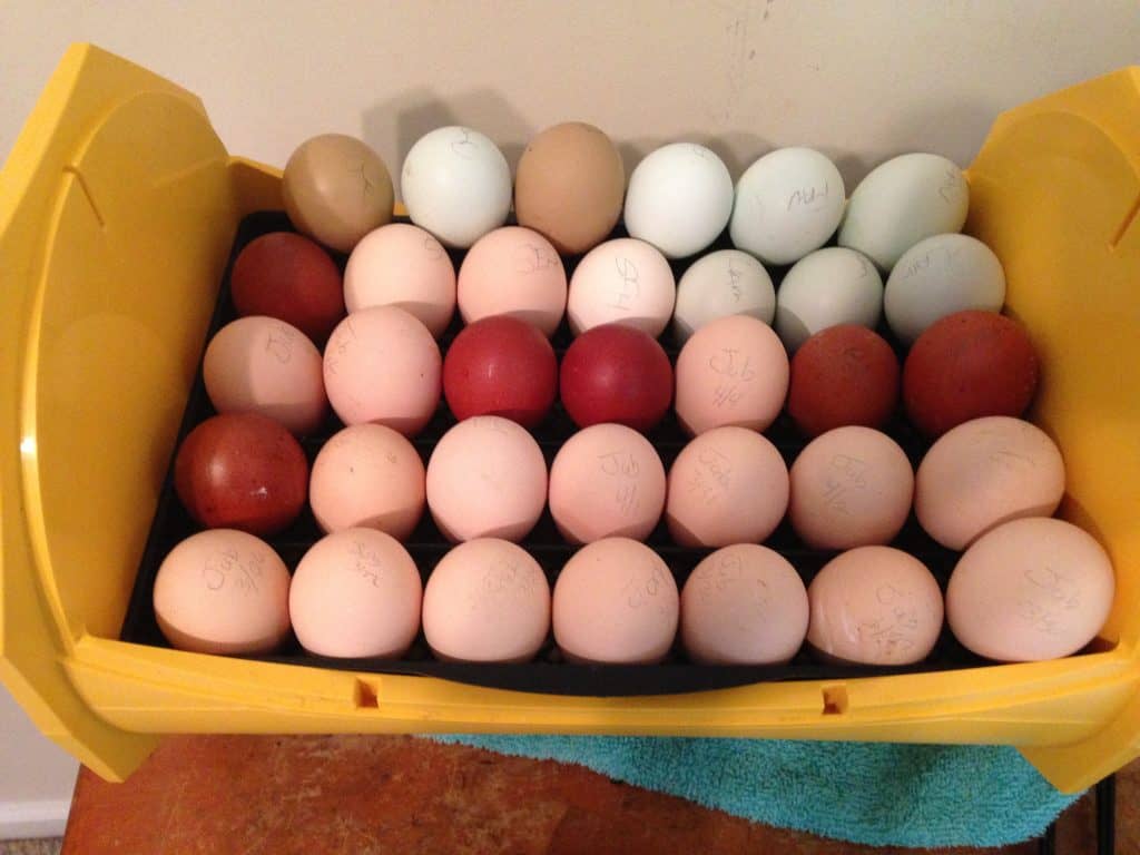 Want Chickens That Lay Colored Eggs Mranimal Farm