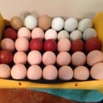incubator with olive, blue, light brown, pink, brown, and chocolate colored eggs