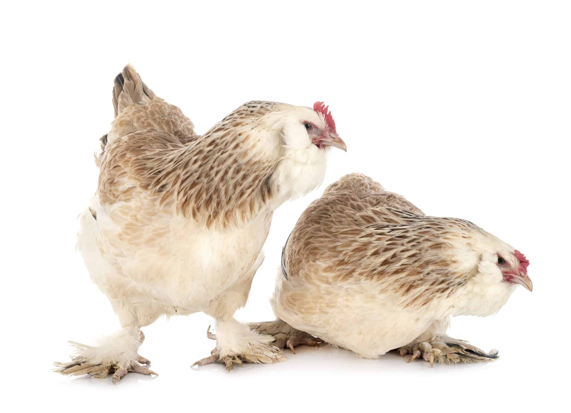 Two Salmon Faverolles hens in front of white background