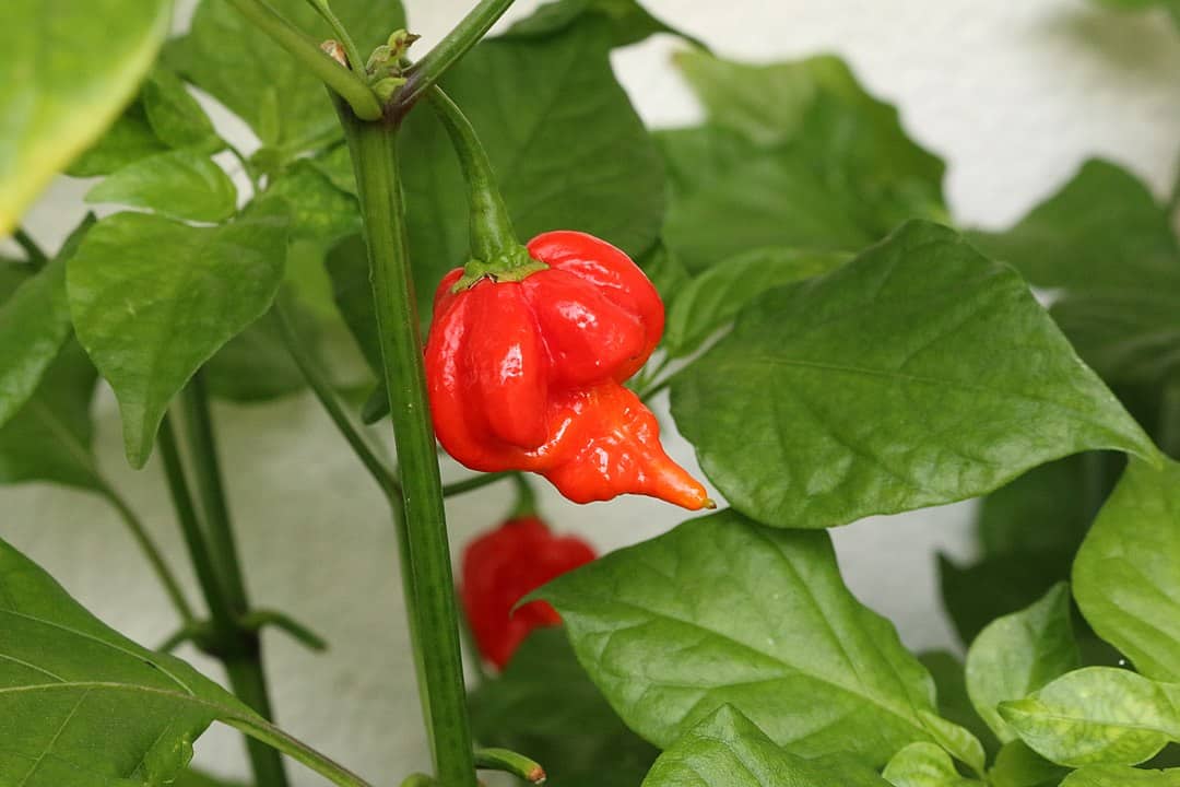Trinidad Scorpion Butch T Peppers