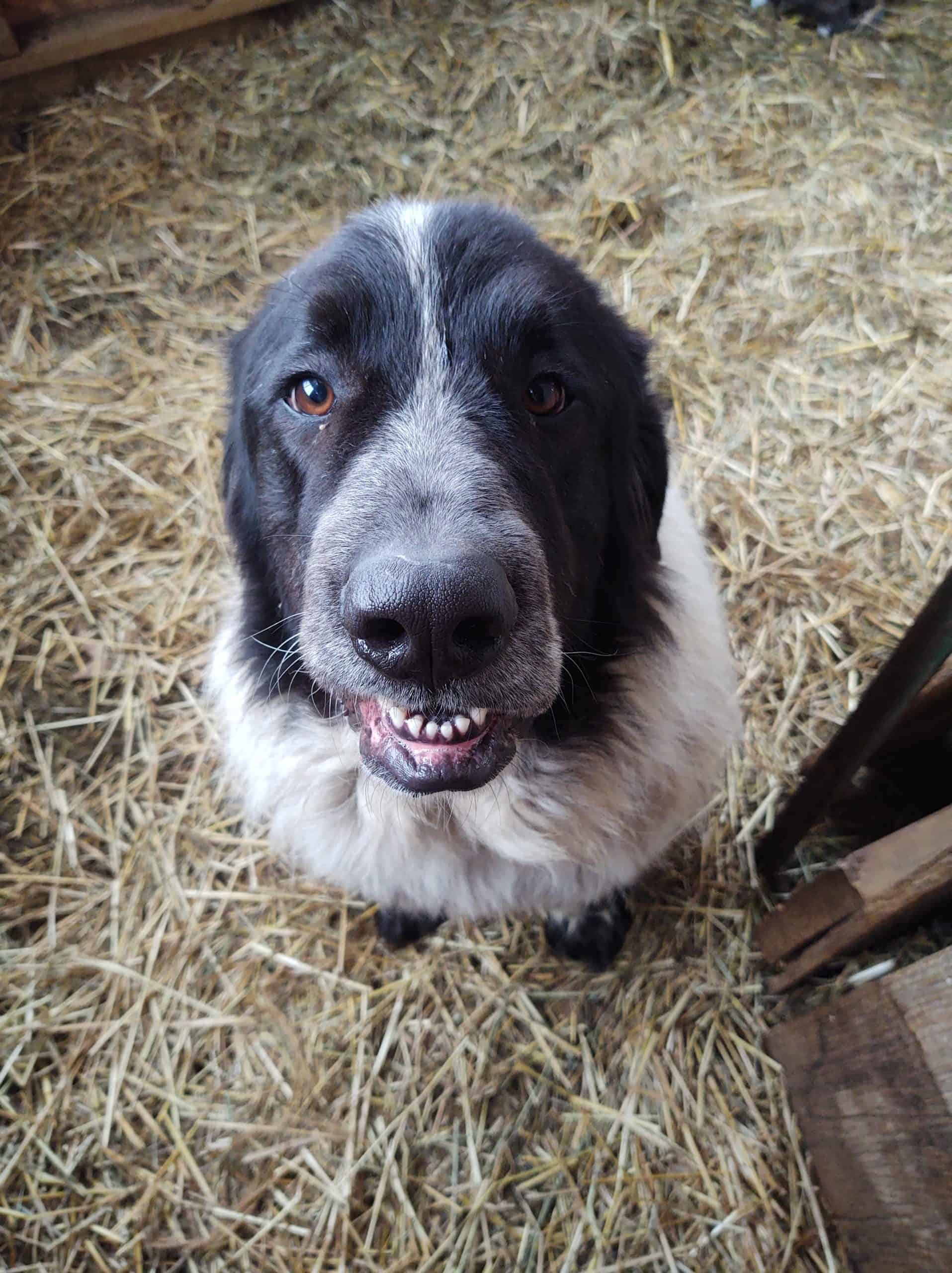 black and white male Karakachan