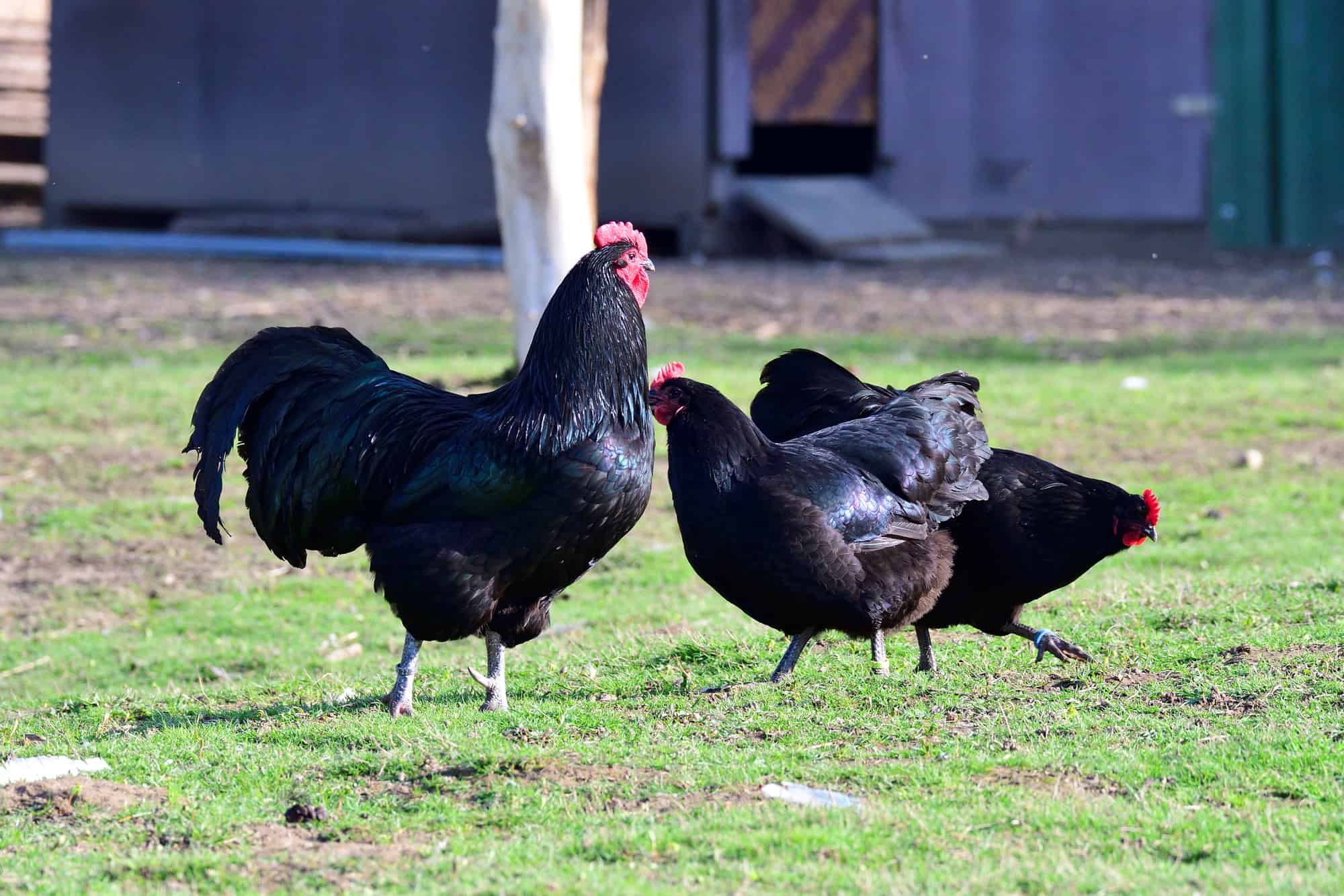 Australorp rooster and hens