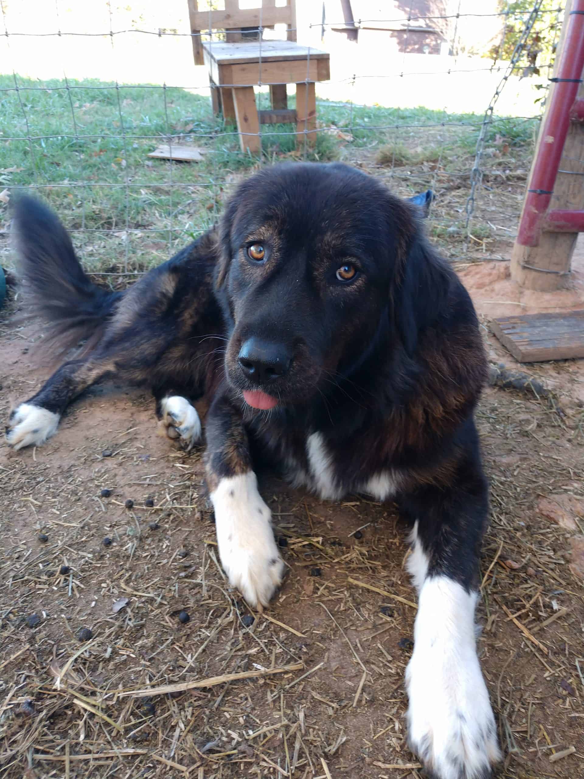 karakachan laying on the ground with tongue out.