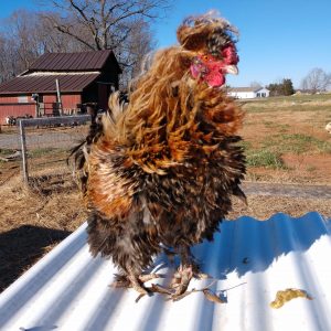 frizzle silkie rooster on top of coop