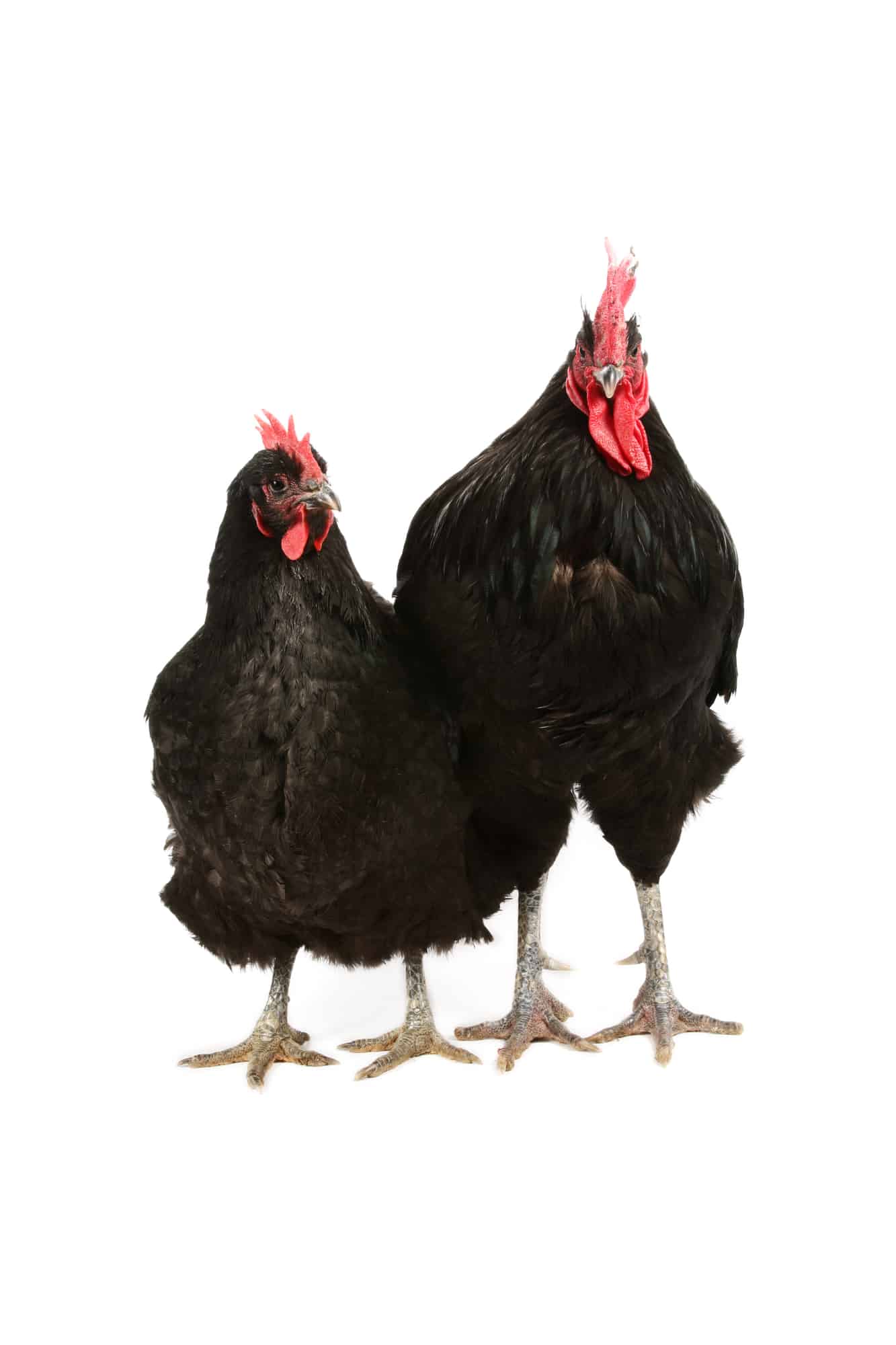 australorp rooster vs hen