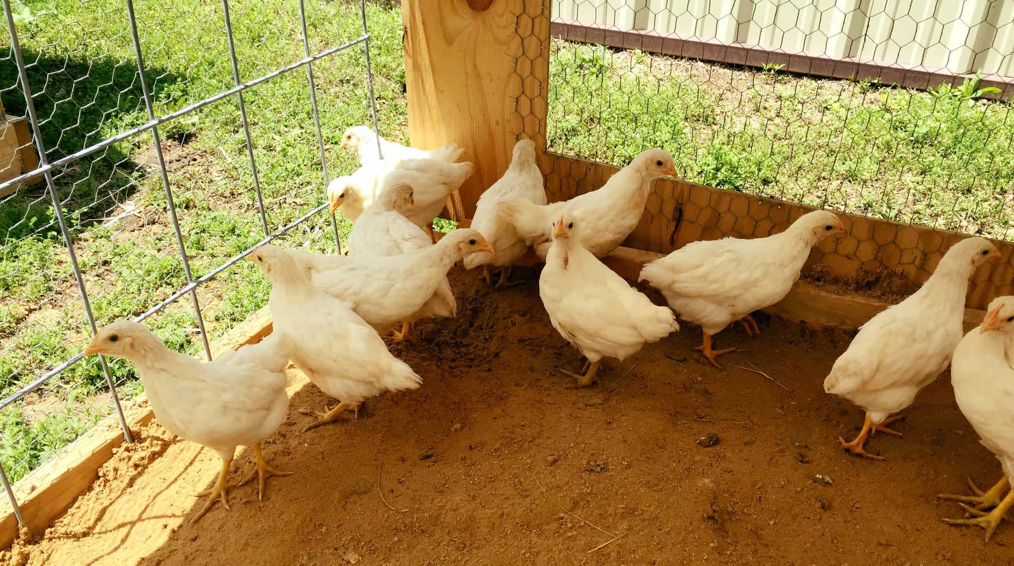 Amberlink chicks from Hoffman Poultry