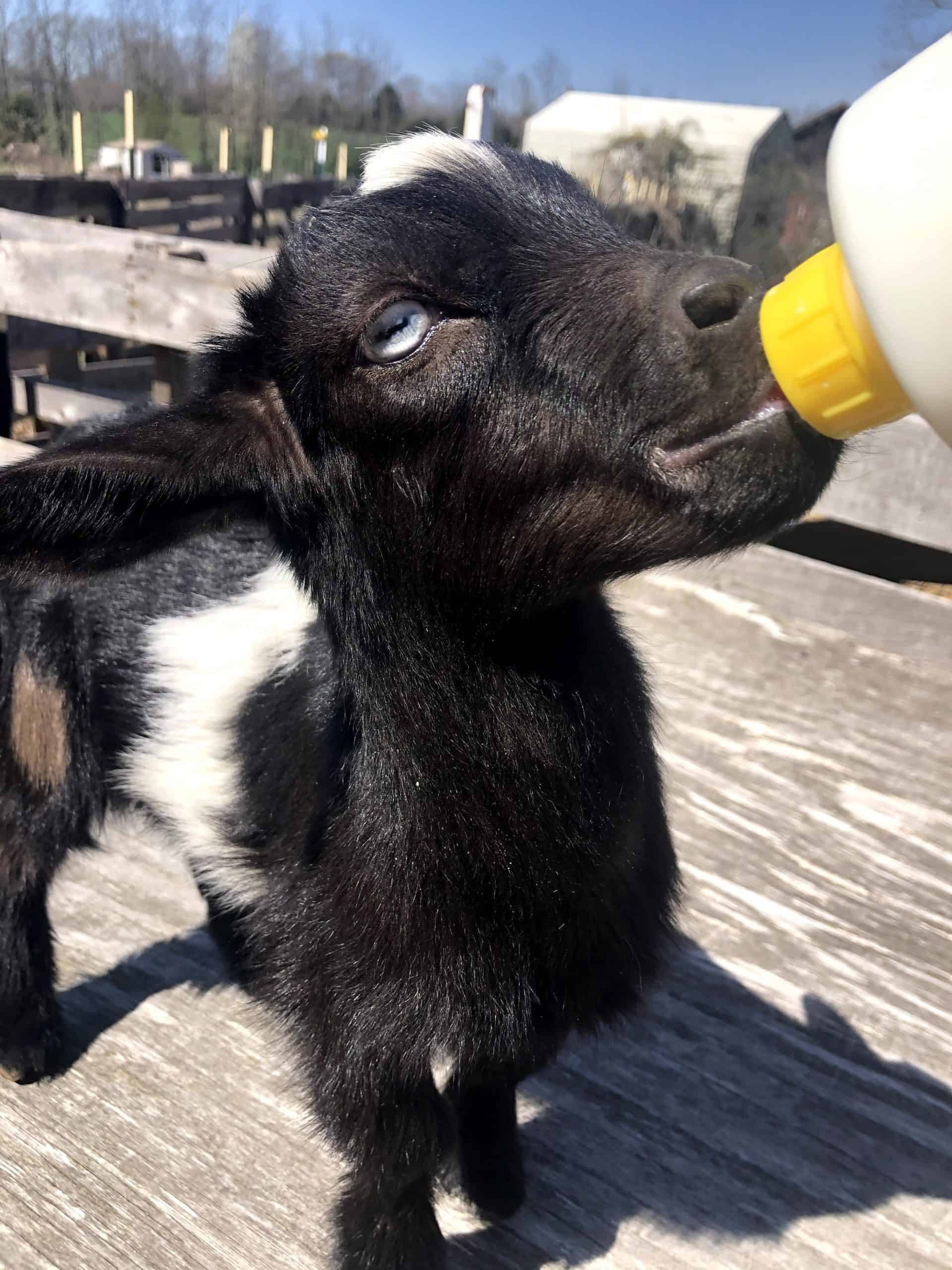 nigerian dwarf goat kid drinking milk bottle