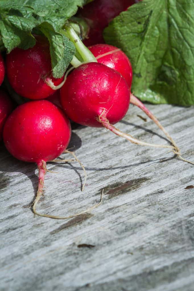 Can You Freeze Radishes? A Food Preservation Guide Mranimal Farm