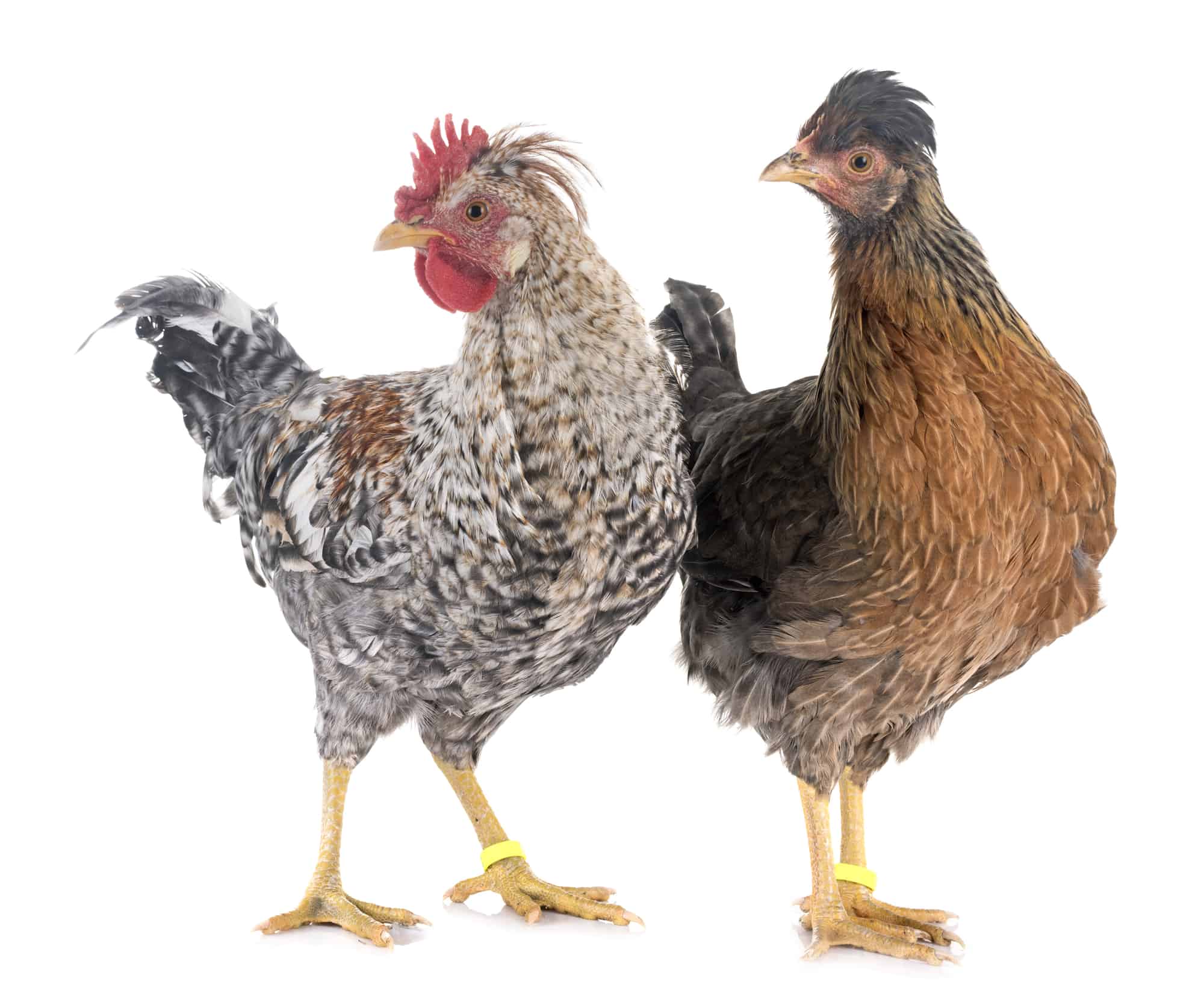 Cream Legbar Rooster Vs Hen  