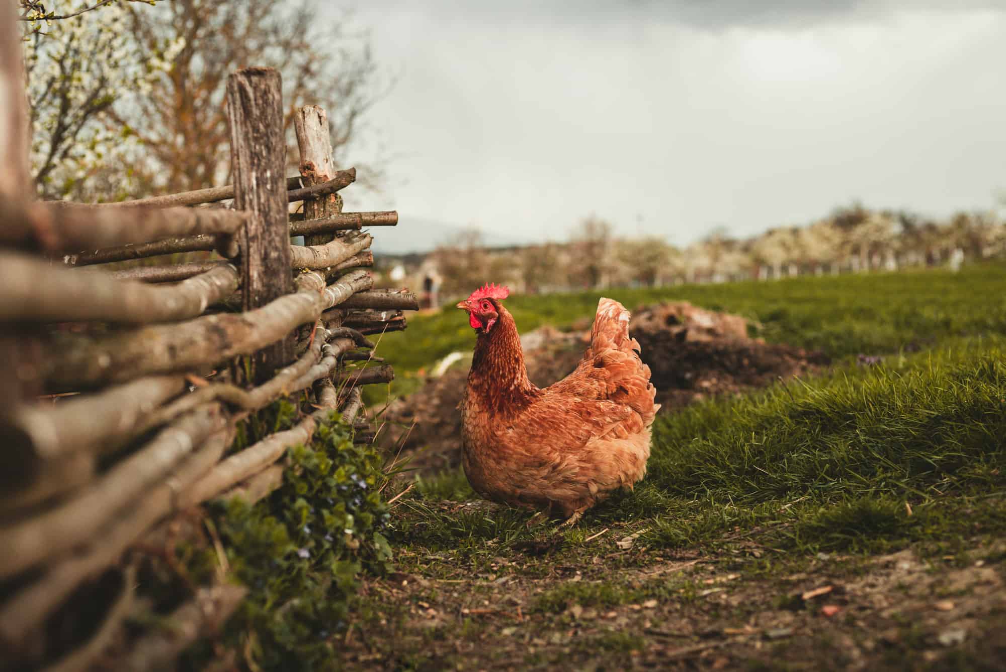 New Hampshire red chicken in a field