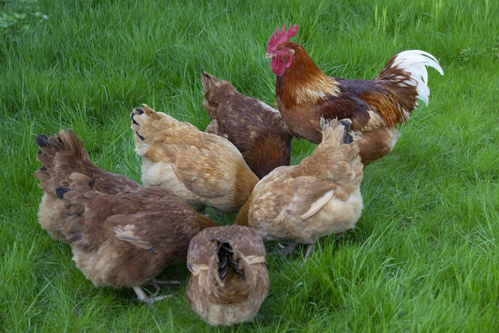 New Hampshire red hens and roosters in grass