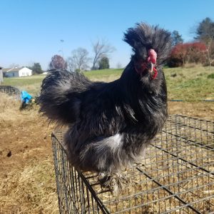 crested chicken (Silkie) sitting on top of their run
