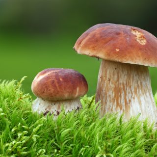 Two Oak Mushrooms in the moss
