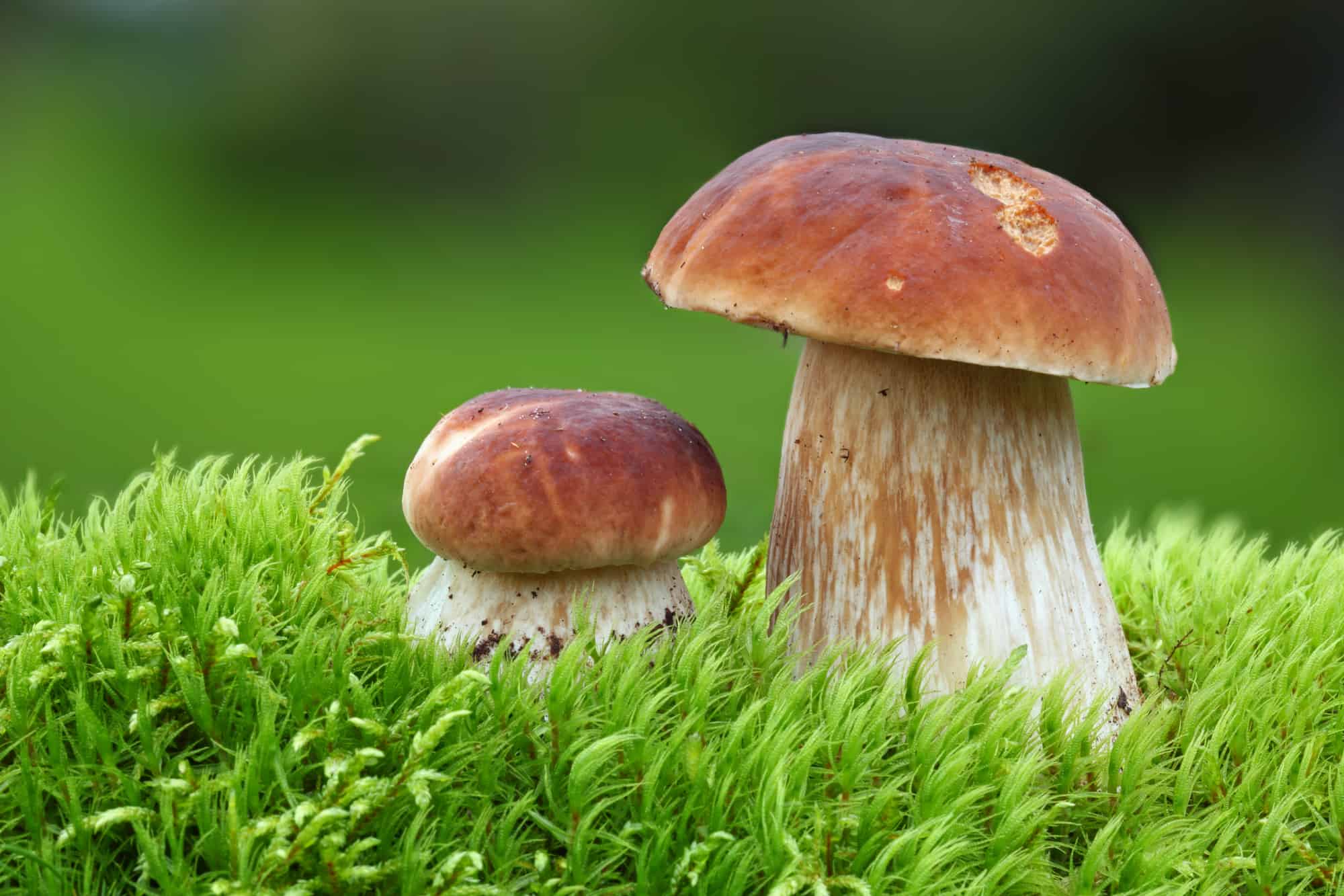 Two Oak Mushrooms in the moss