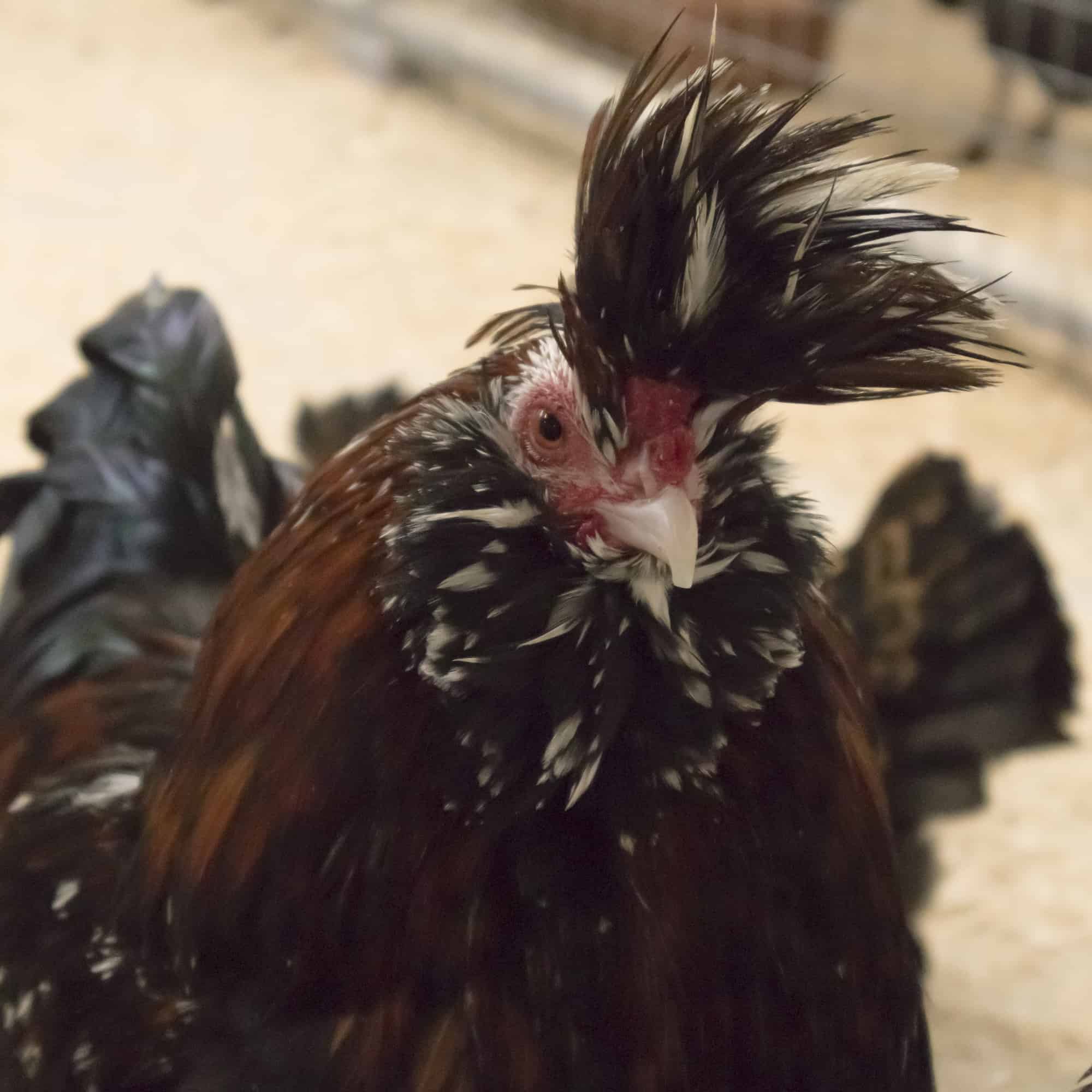 close up of a Polverara Crested chicken