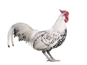 hamburg chicken rooster