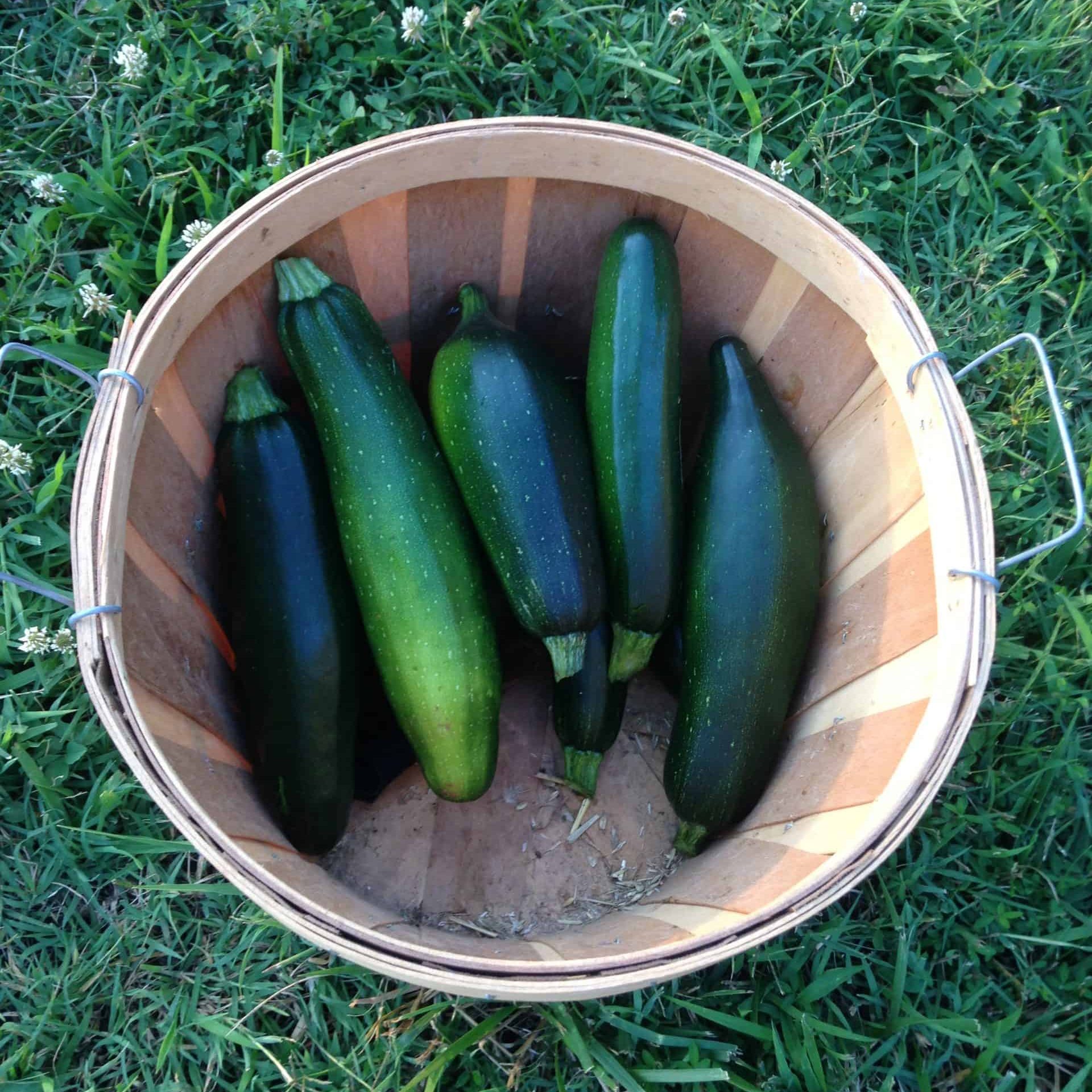 zucchini in wooden basket sitting in the grass