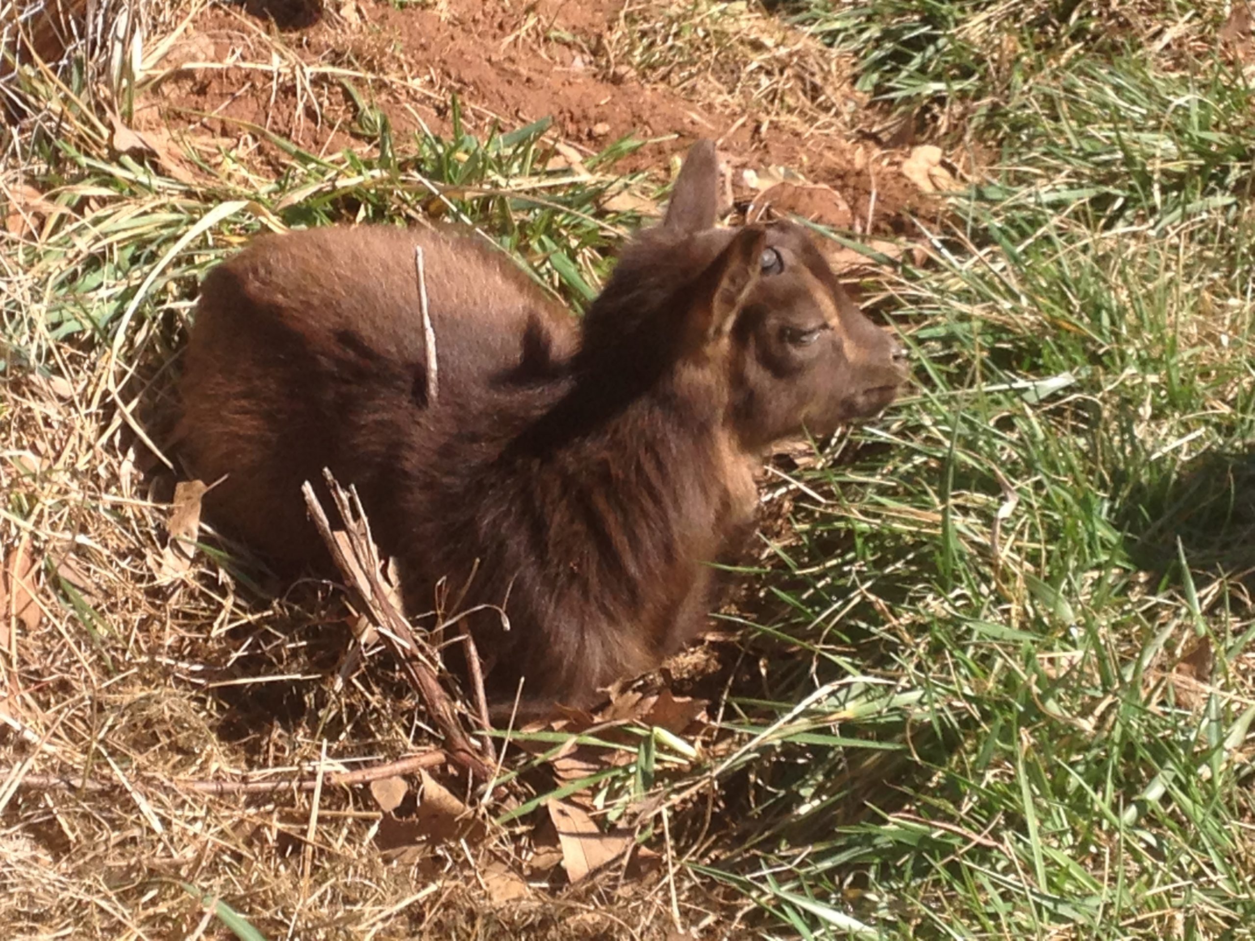 baby goat laying in grass