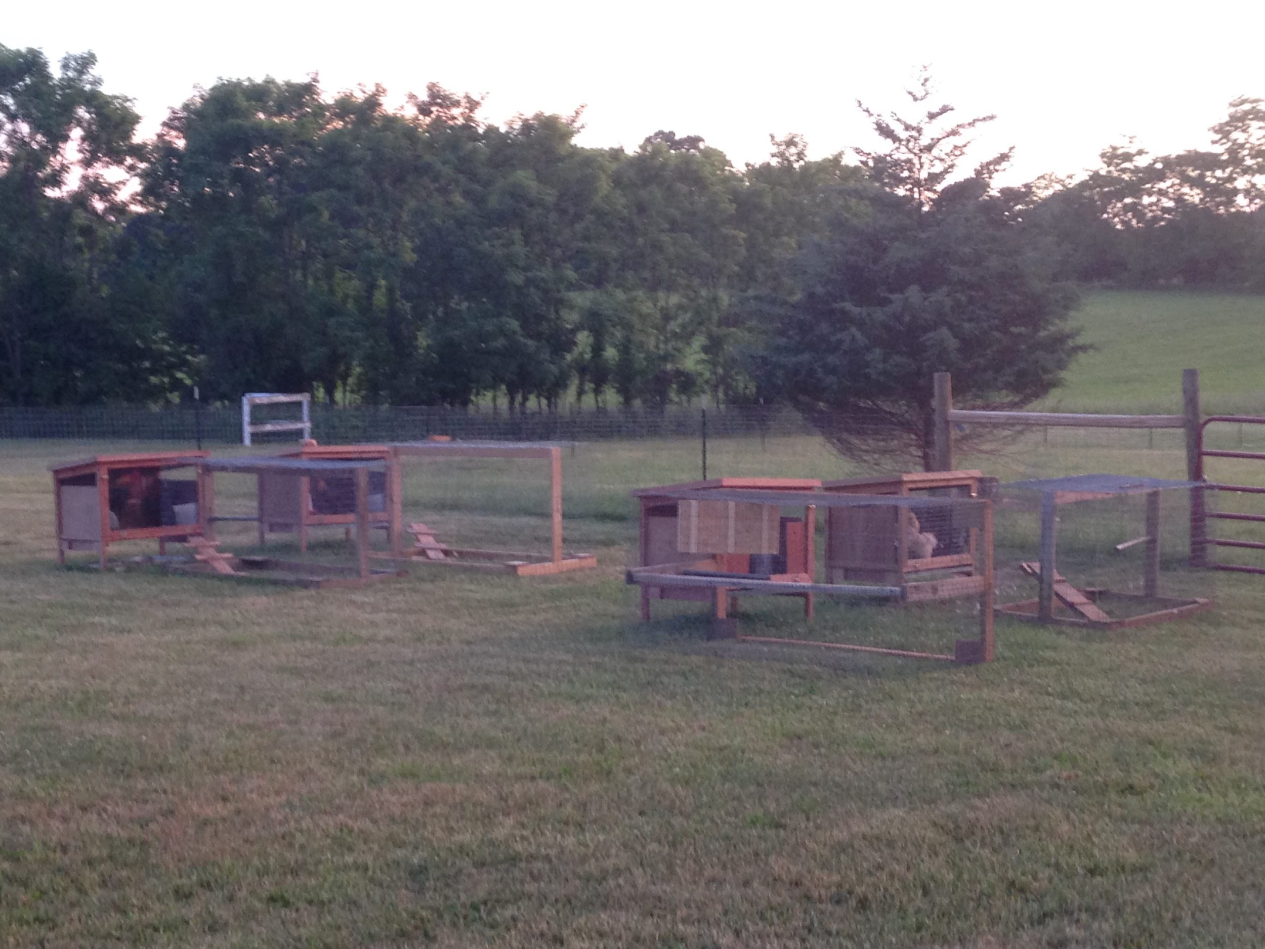 4 chicken coops with runs in a field