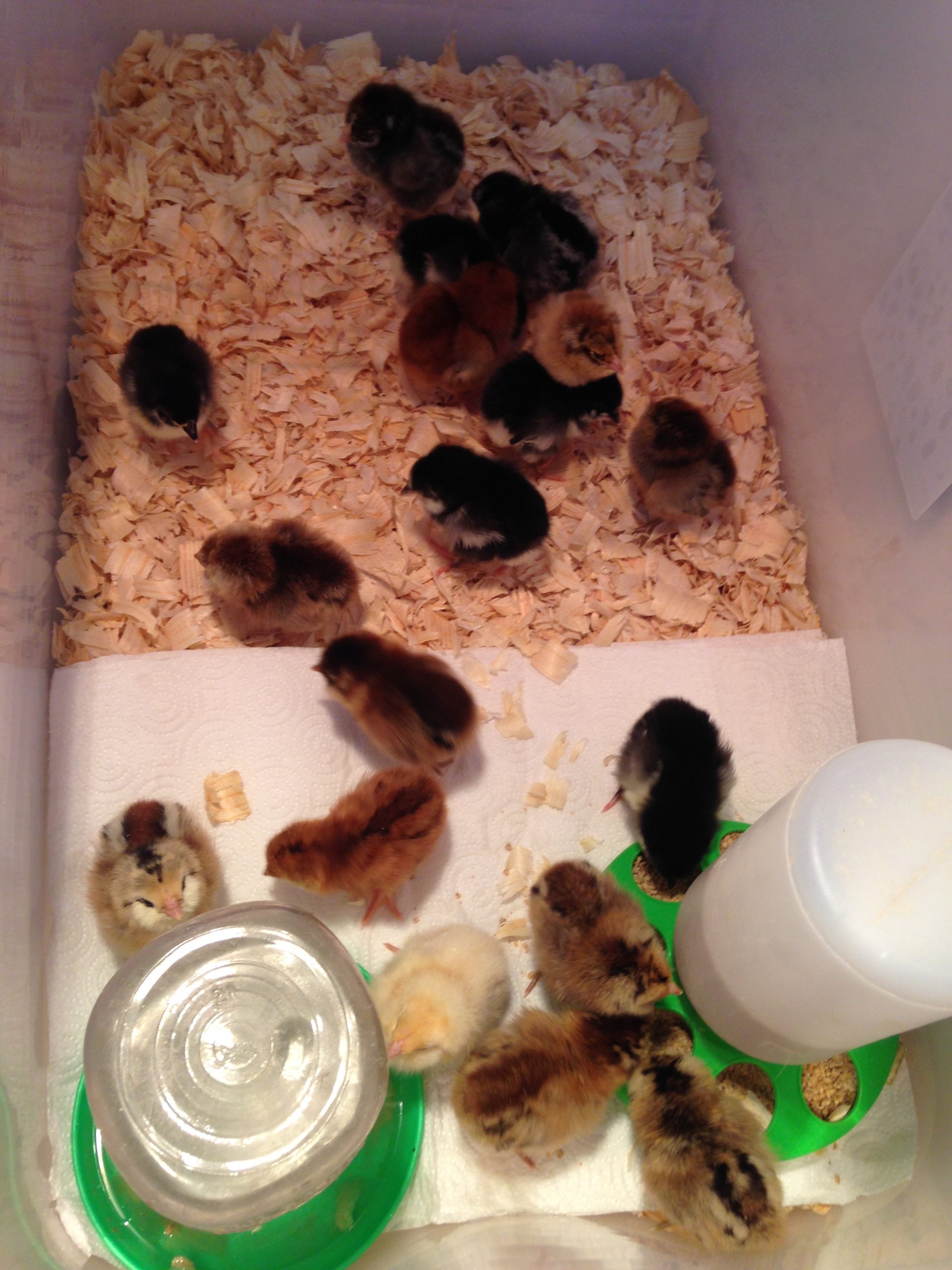 raising baby chicks in brooder