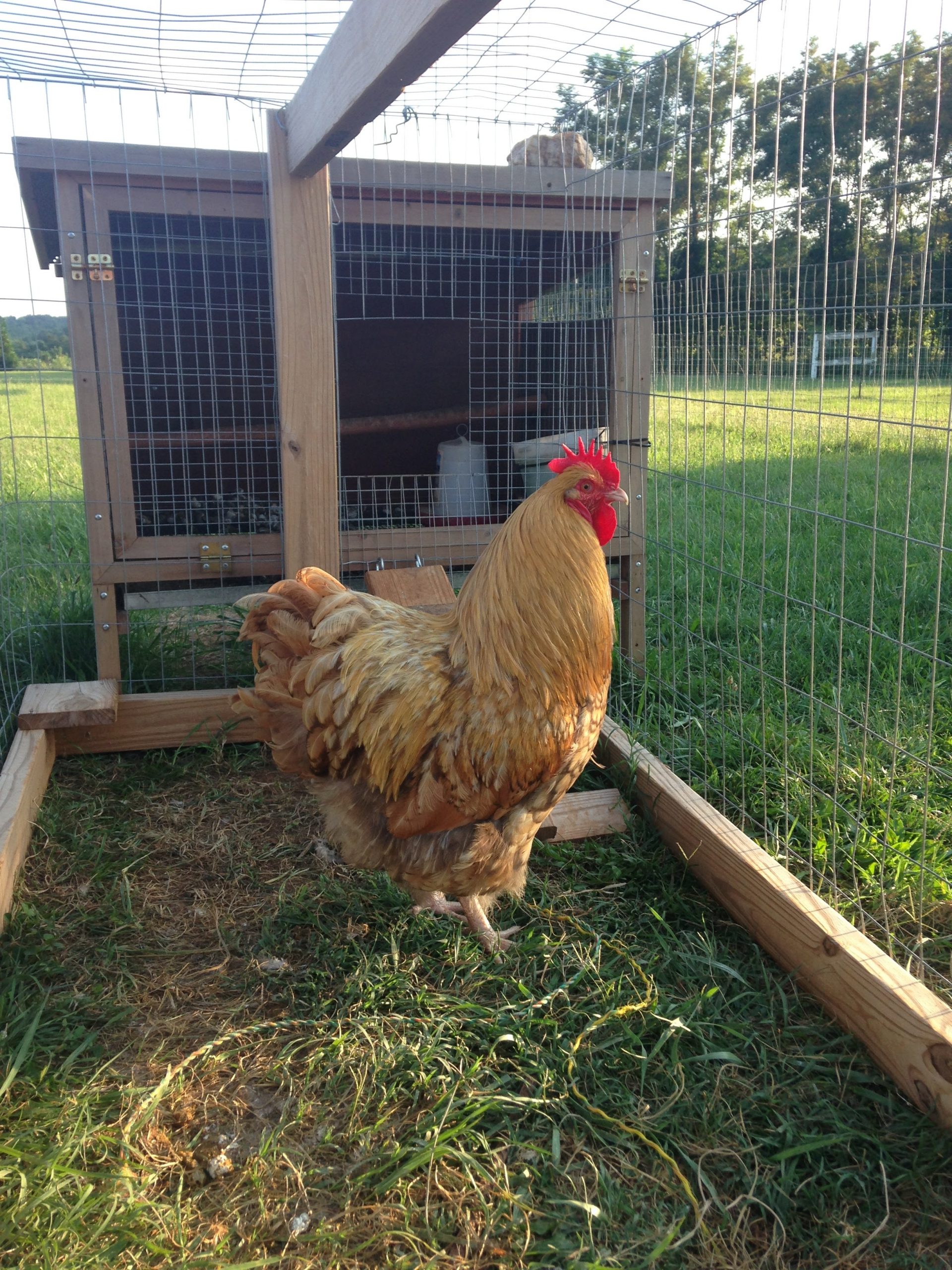 rooster in a chicken run