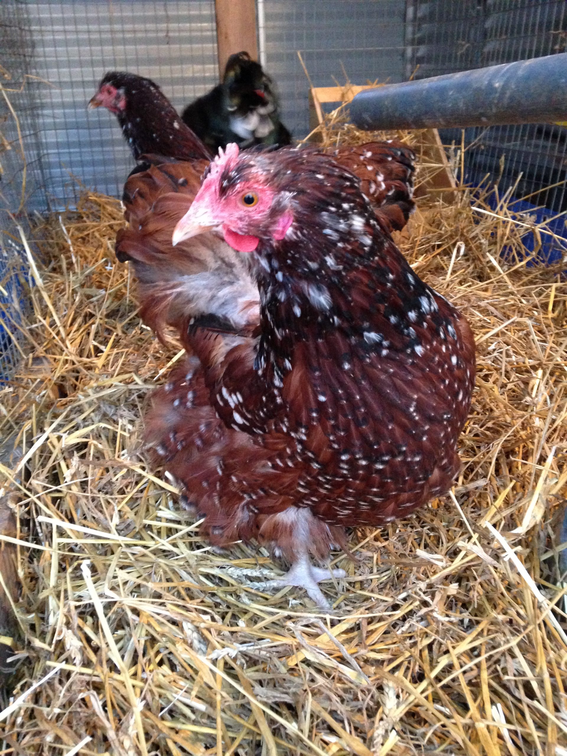 two orpington hens in a crate