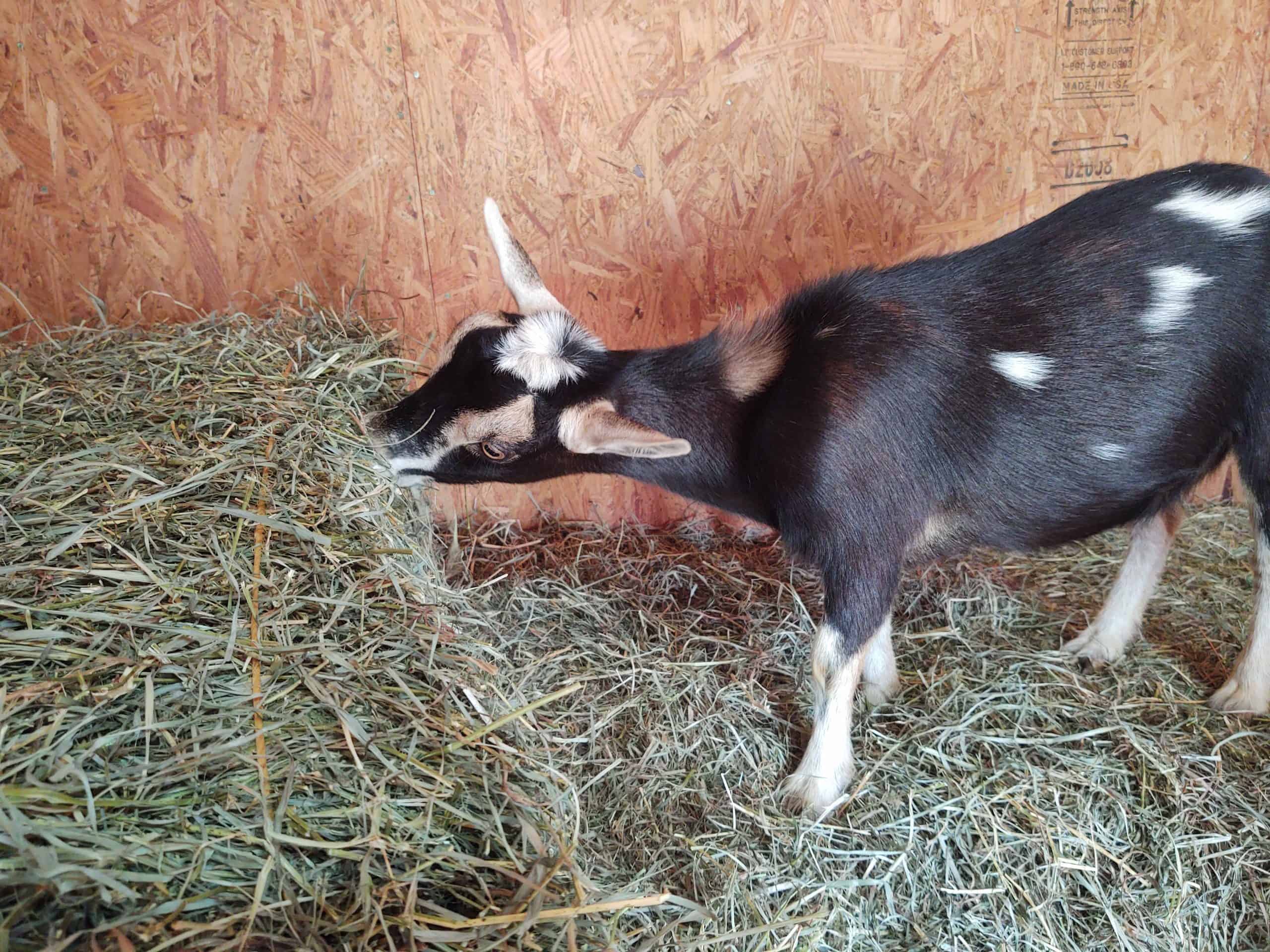 goat standing on hay bale eating hay