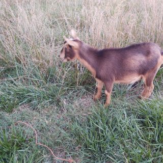 goat standing in long grass