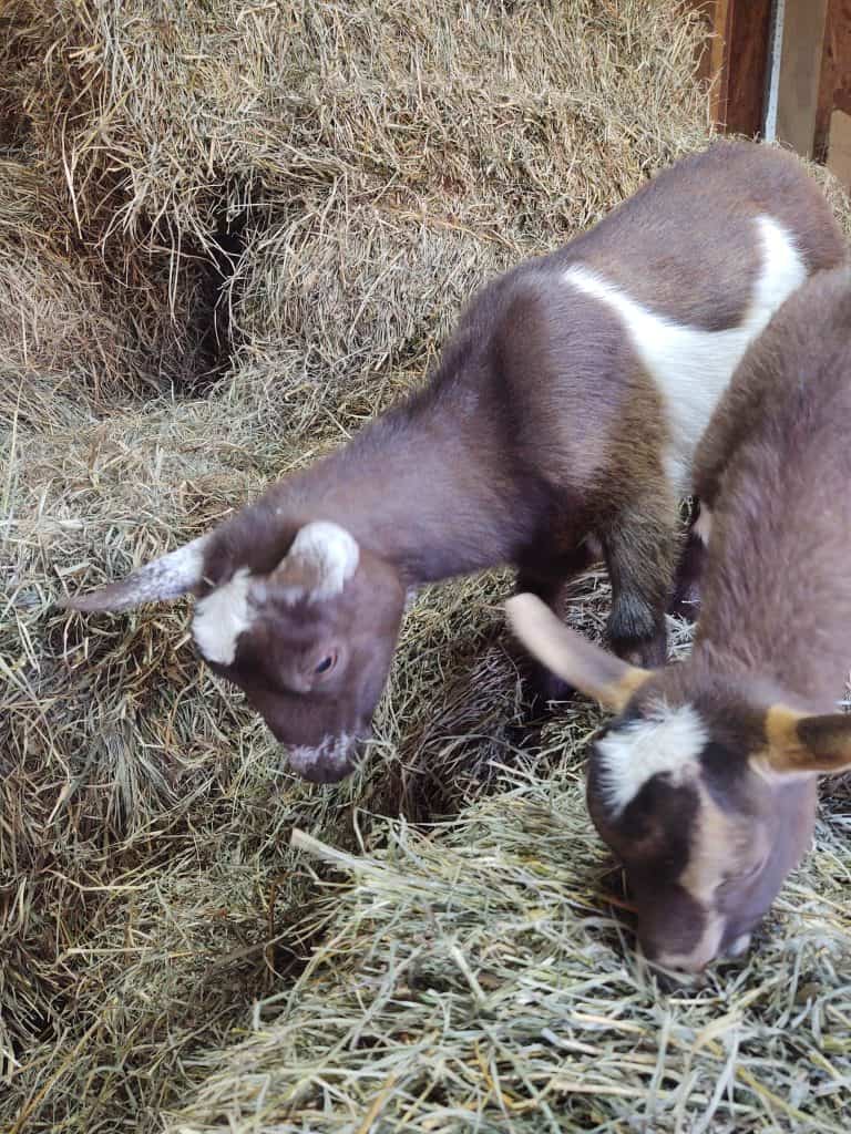 Can Goats Eat Lettuce Mranimal Farm