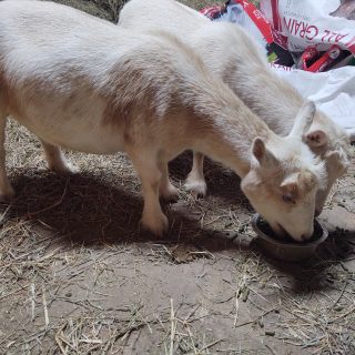 goats eating from a bowl