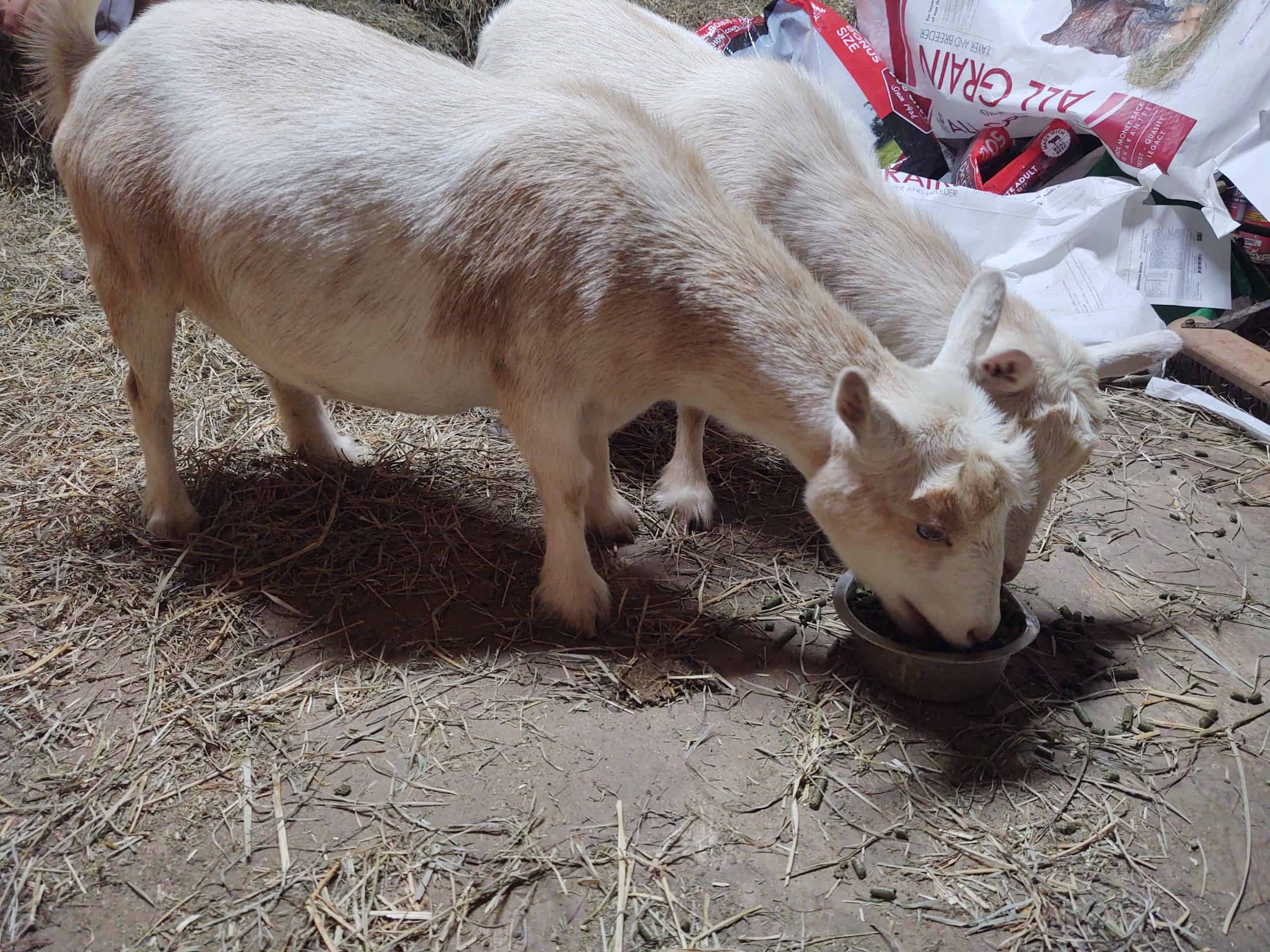 goats eating from a bowl
