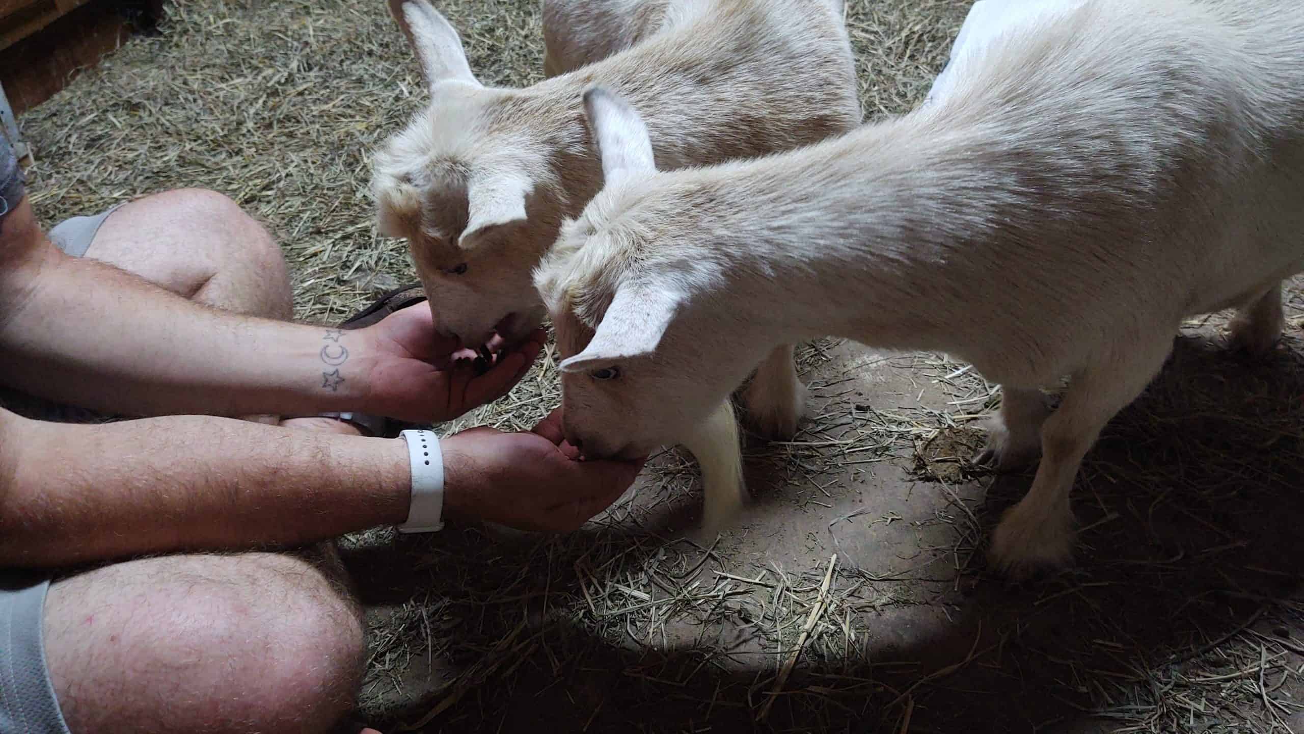 two goats eating food our of hands