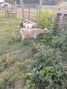 goats eating long weeds