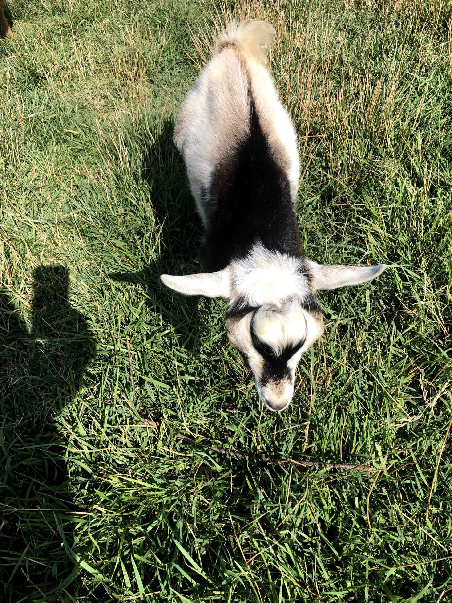 young goat eating grass