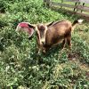 tan goat in pasture with tall weeds