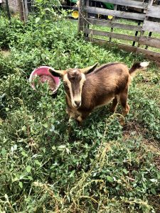 tan goat in pasture with tall weeds