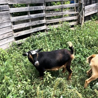 black and tan goat in tall weeds