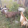 five goats eating tall weeds