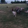 goats grazing in field