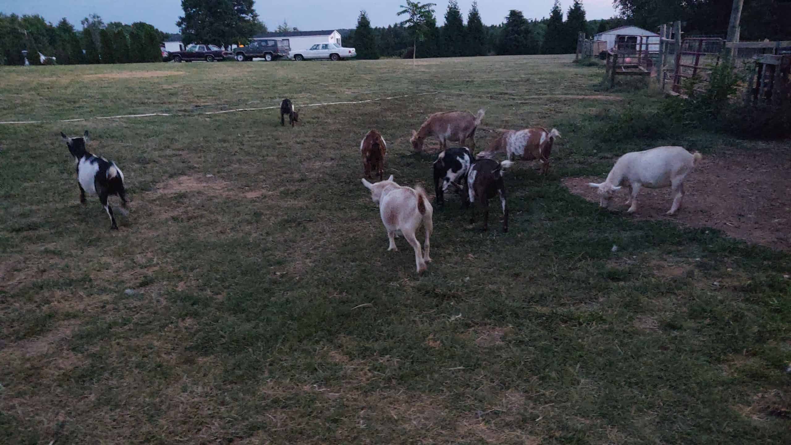 goats grazing in field