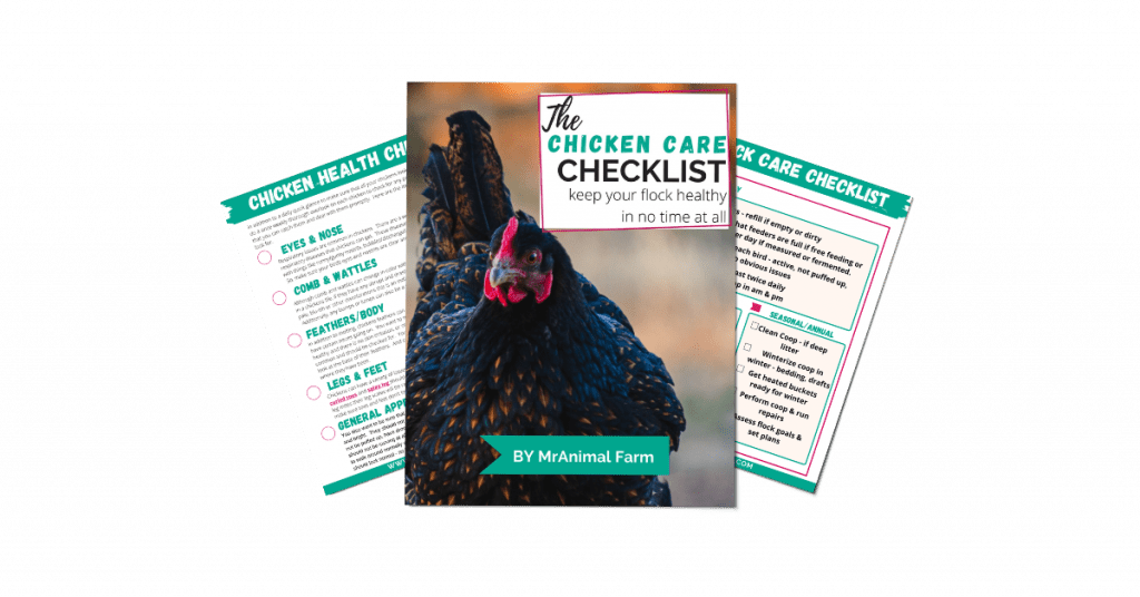 pages from chicken care checklist