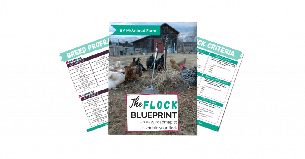 pages from flock blueprint workbook