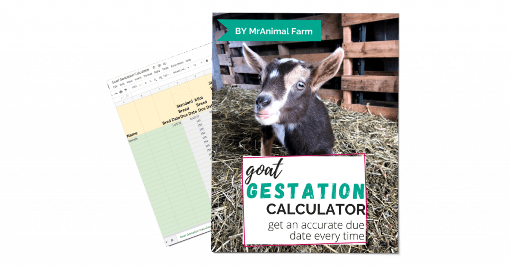 pages from goat kidding calculator